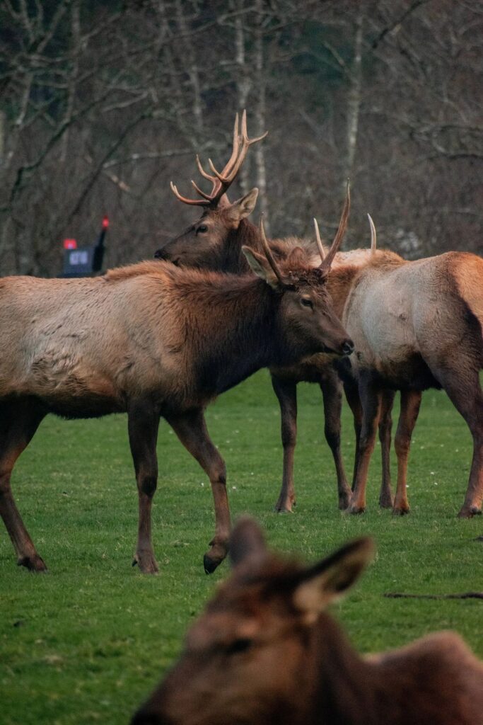Herd of Elk Grazing in Open Meadow